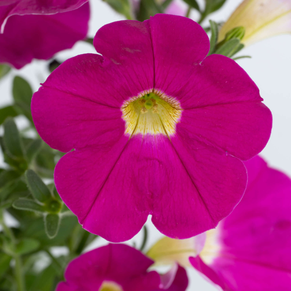 Petunia hybrida 'Cascadias Rose'
