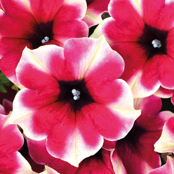 Petunia hybrida 'Crazytunia Amarena Cream'