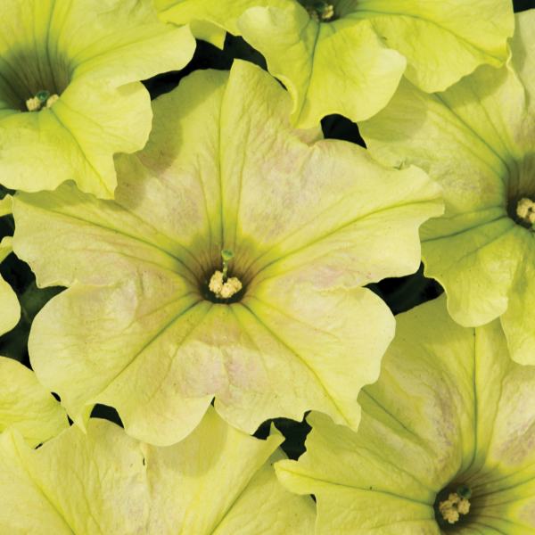 Petunia hybrida 'Crazytunia Bitter Lemon'