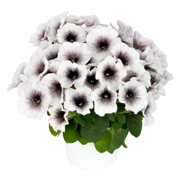 Petunia hybrida 'Crazytunia Black and White'