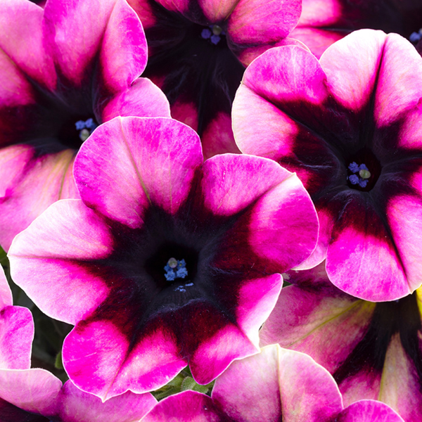 Petunia hybrida 'Crazytunia Blackberry Jam'