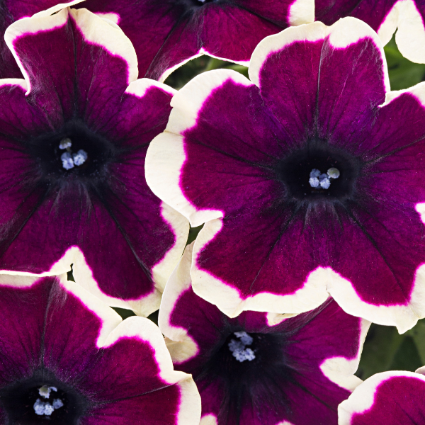Petunia hybrida 'Crazytunia French Kiss'