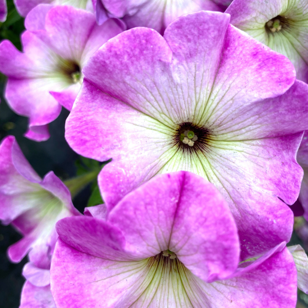 Petunia hybrida 'Crazytunia Lighthouse Pink'