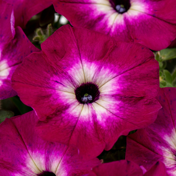 Petunia hybrida 'Crazytunia Magenta Storm'