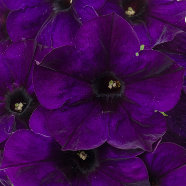 Petunia hybrida 'Crazytunia Nightwatch'