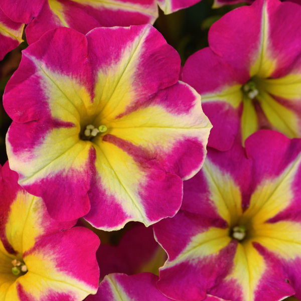 Petunia hybrida 'Crazytunia Pink Flamingo'
