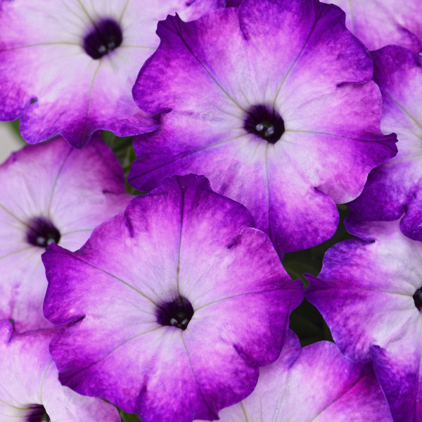 Petunia hybrida 'Crazytunia Purple Storm'