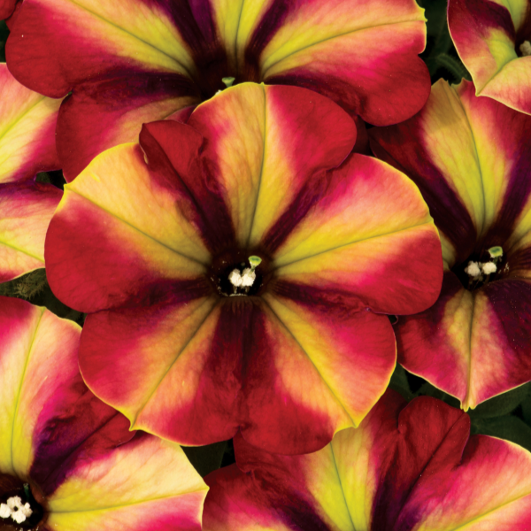Petunia hybrida 'Crazytunia Razzmatazz'