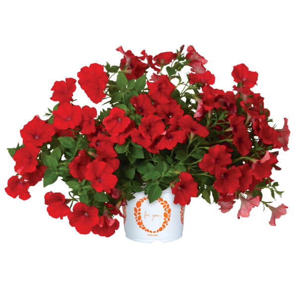 Petunia hybrida 'Durabloom Red'