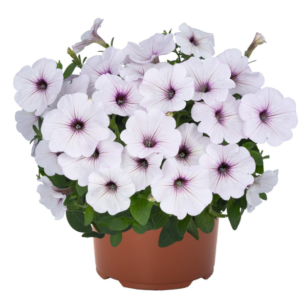 Petunia hybrida 'Durabloom Silver'