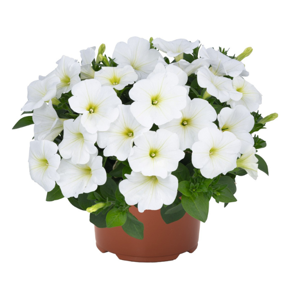 Petunia hybrida 'Durabloom White'