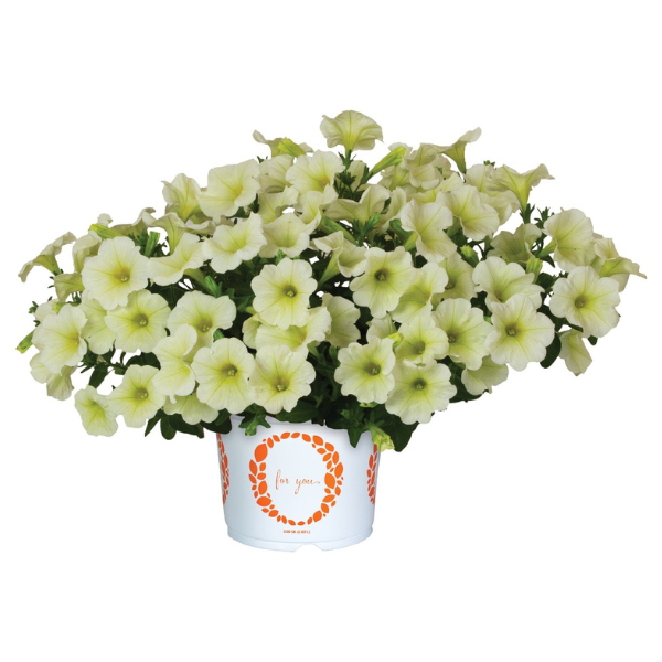 Petunia hybrida 'Durabloom Yellow'