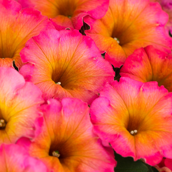 Petunia hybrida 'Flower Shower Mayan Sunset'