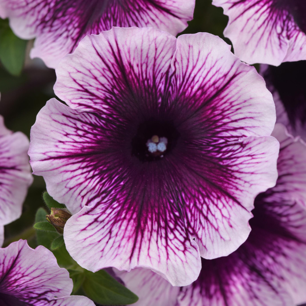 Petunia hybrida 'Headliner Blackberry Vein'