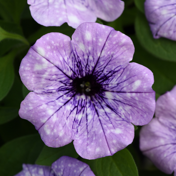 Petunia hybrida 'Headliner Crystal Sky'