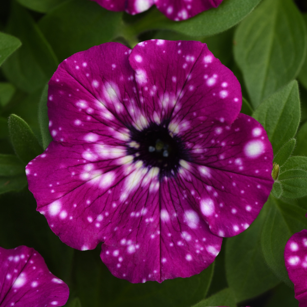 Petunia hybrida 'Headliner Electric Purple Sky'
