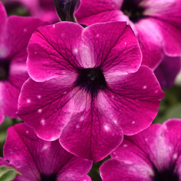 Petunia hybrida 'Headliner Enchanted Sky'