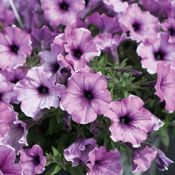 Petunia hybrida 'Headliner Lavender Picotee'
