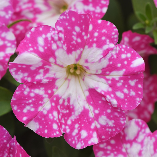 Petunia hybrida 'Headliner Light Pink Sky'