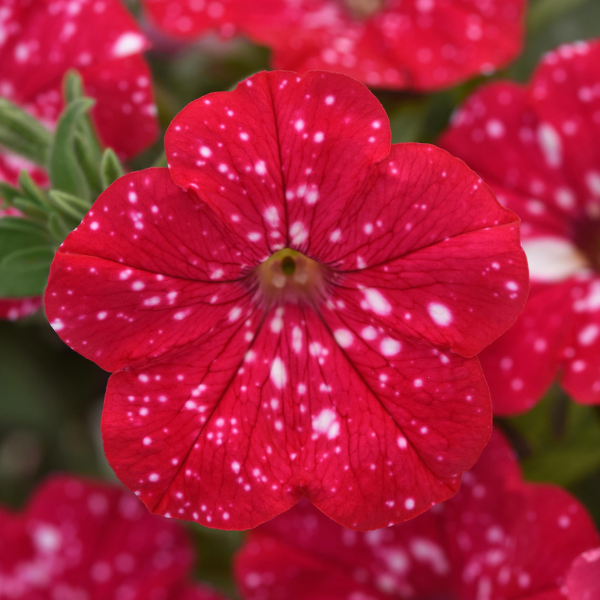 Petunia hybrida 'Headliner Strawberry Sky'