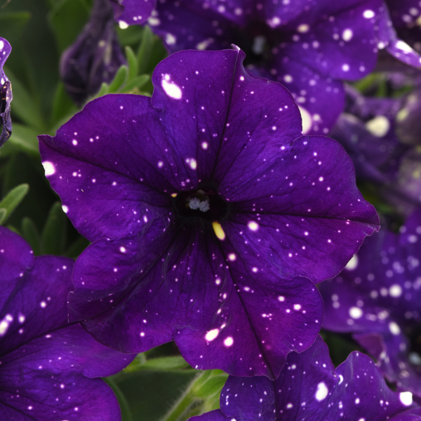 Petunia hybrida 'Headliner Violet Sky'