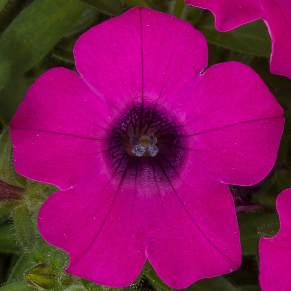 Petunia hybrida 'Itsy Magenta'