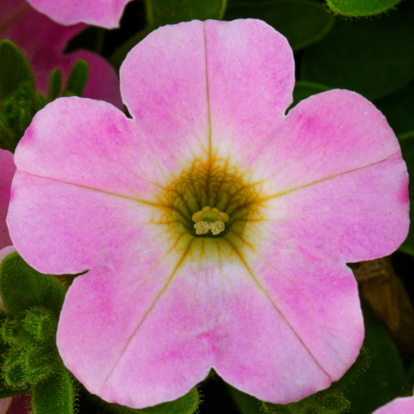 Petunia hybrida 'Itsy Pink'