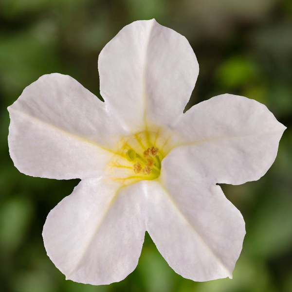 Petunia hybrida 'Itsy White'