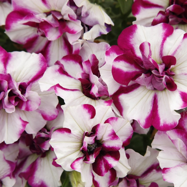 Petunia hybrida 'Origami Pinkerbell 24'