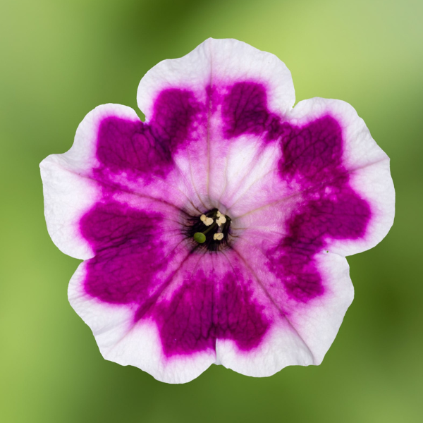 Petunia hybrida 'Painted Love Purple'