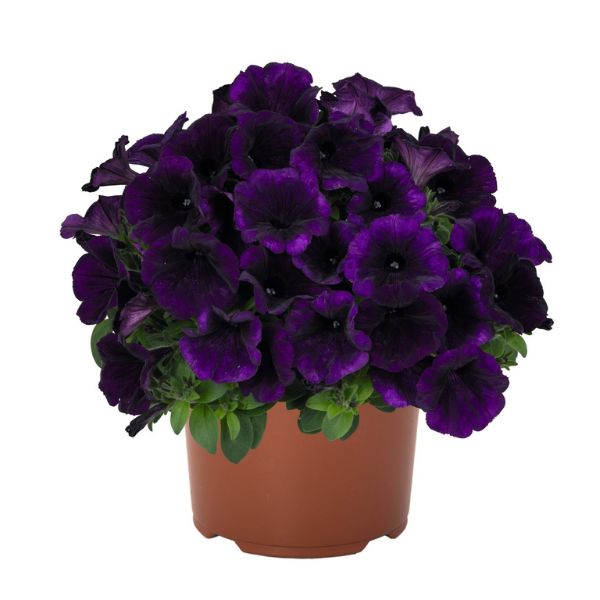 Petunia hybrida 'Potunia Plus Cobalt Blue 24'