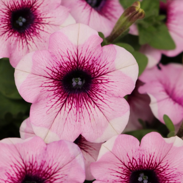 Petunia hybrida 'Potunia Plus Lavender Touch'