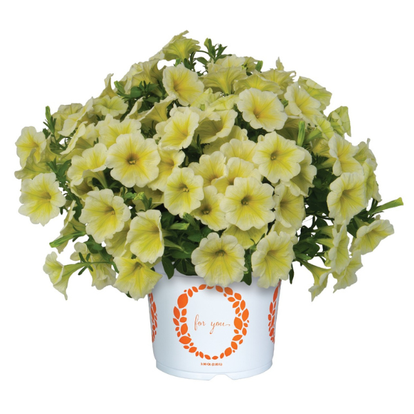 Petunia hybrida 'Potunia Plus Popcorn Yellow'