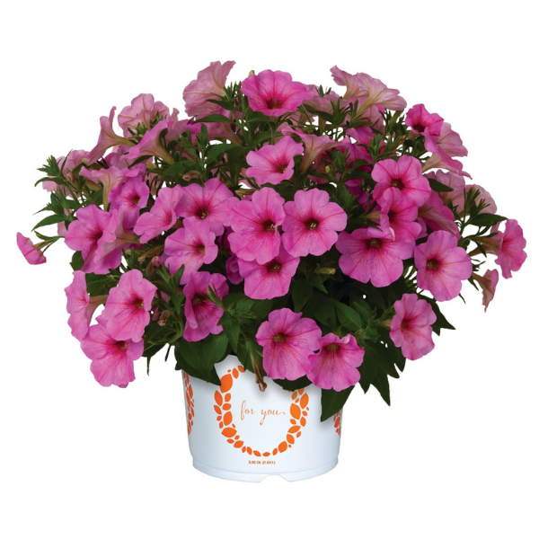 Petunia hybrida 'Potunia Plus Spun Sugar'