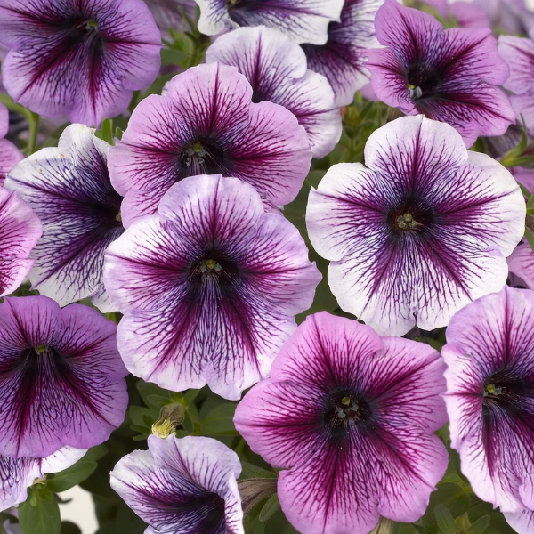 Petunia hybrida 'Ray Purple Vein'