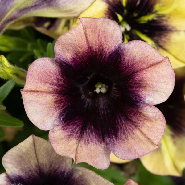 Petunia hybrida 'Ray Shadow'