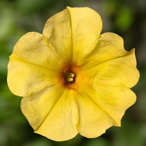 Petunia hybrida 'Sanguna Banana Candy'