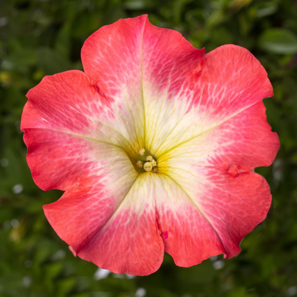Petunia hybrida 'Sanguna Patio Melon Morn'