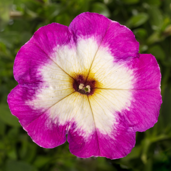 Petunia hybrida 'Sanguna Patio Radiant Violet'