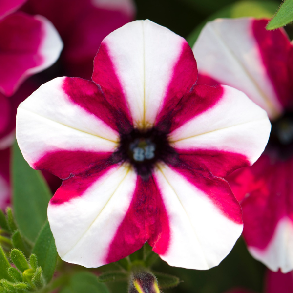Petunia hybrida 'Shortcake Raspberry'