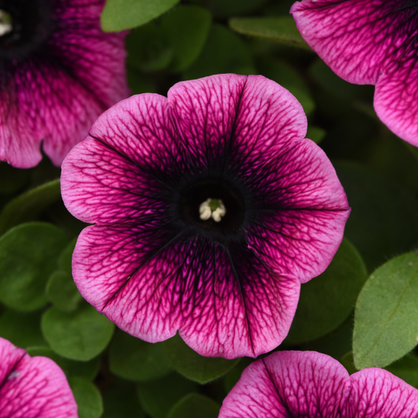 Petunia hybrida 'Starlet Blueberry Vein'