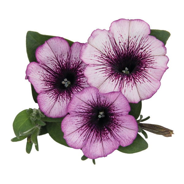 Petunia hybrida 'Surprise Raspberry Jam'