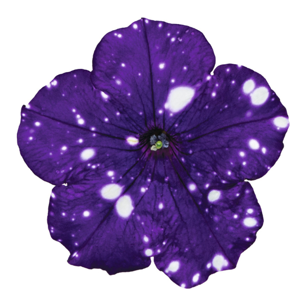 Petunia hybrida 'Surprise Sparkle Blue'