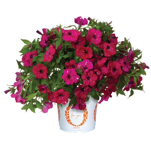 Petunia hybrida 'Surprise Sparkle Magenta 25'