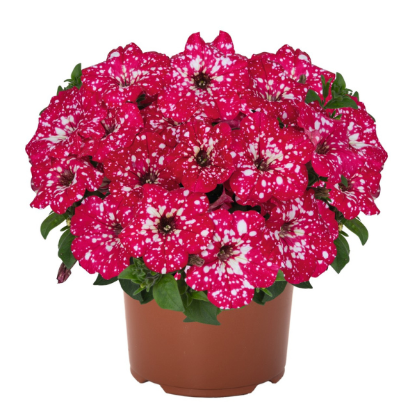 Petunia hybrida 'Surprise Sparkle Red 24'