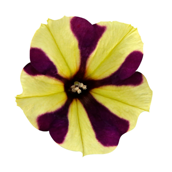 Petunia hybrida 'Surprise Windmill Black'