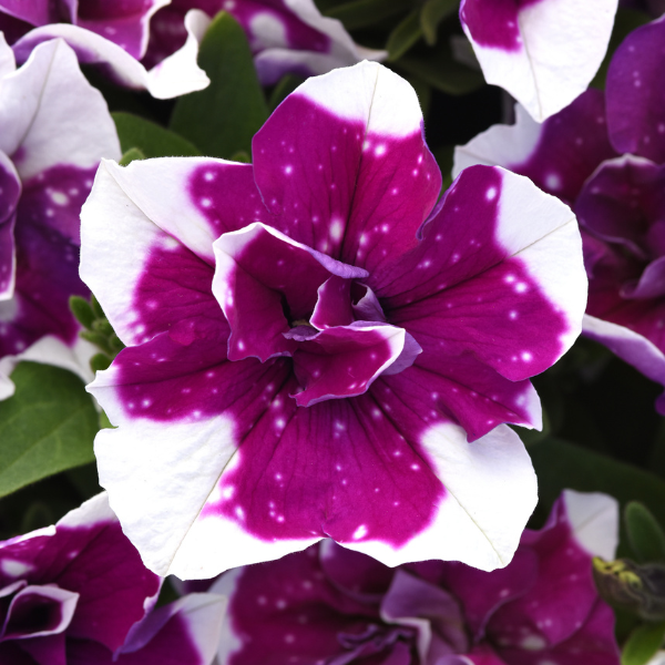 Petunia hybrida 'SweetSunshine Magenta Sky'