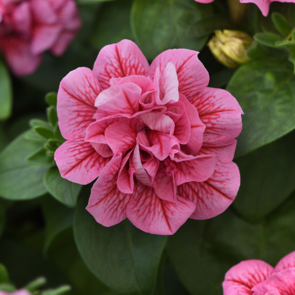 Petunia hybrida 'SweetSunshine Pink and Red Vein'