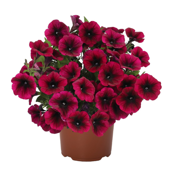 Petunia hybrida 'Sweetunia Purple Gem'