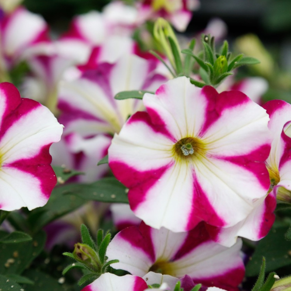 Petunia hybrida 'Sweetunia Purple Star'